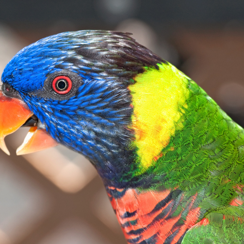 Download wallpaper bird, color, parrot, section animals in resolution ...