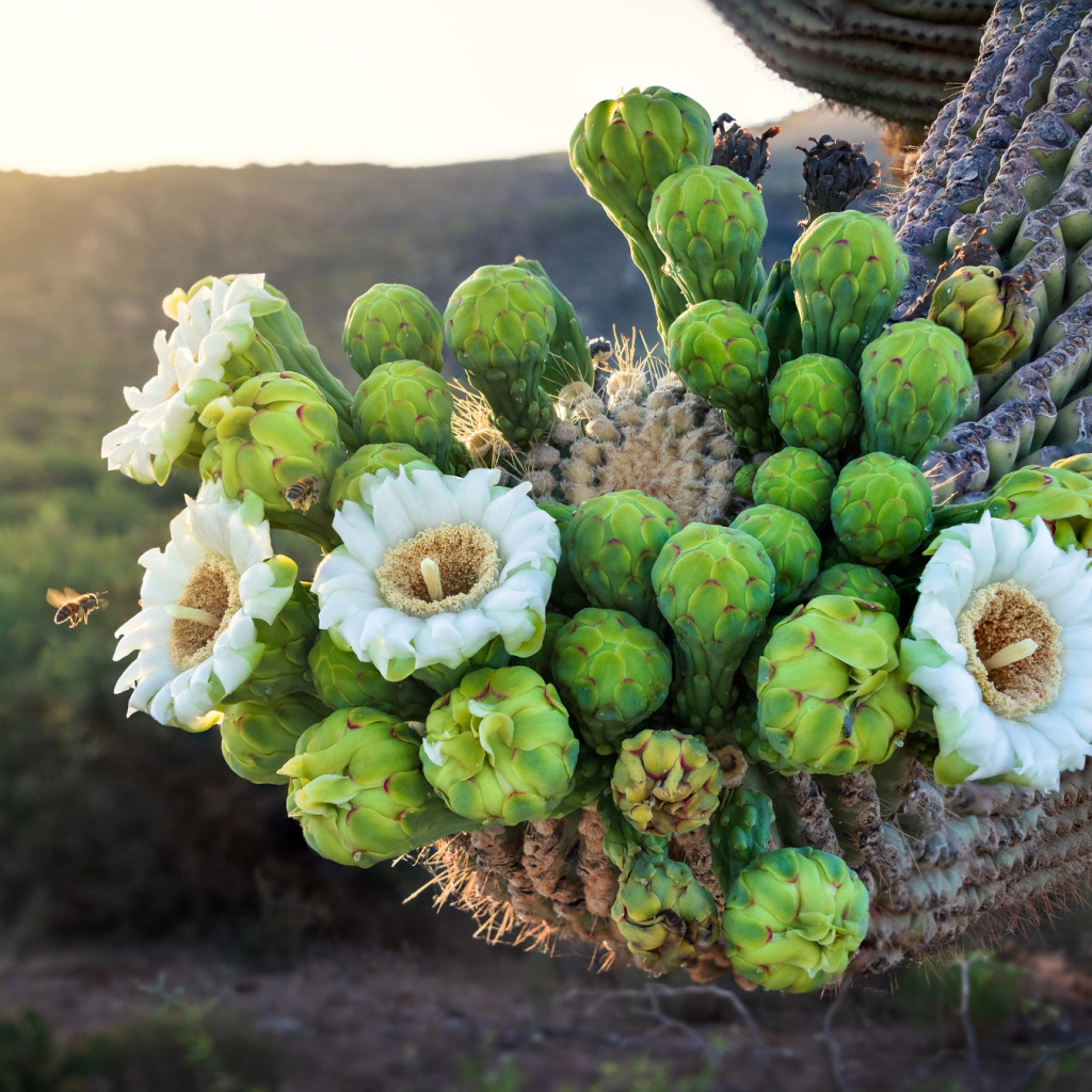 Кактус в цвету фото Download wallpaper flowers, cactus, flowering, flowering cactus, section flowers