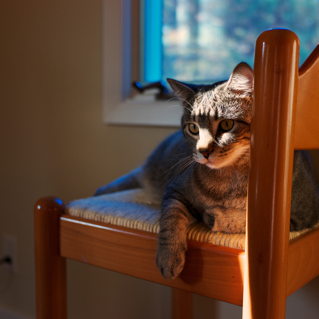 The cat is the chair. Коты дома. Коричне кошка дома.