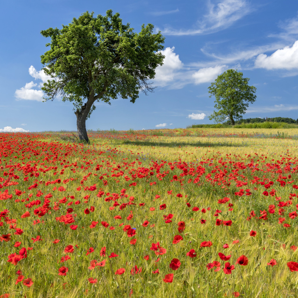 Цветочное поле. Луг. В поле. Красивые поля с цветами в России. Лето деревья поле