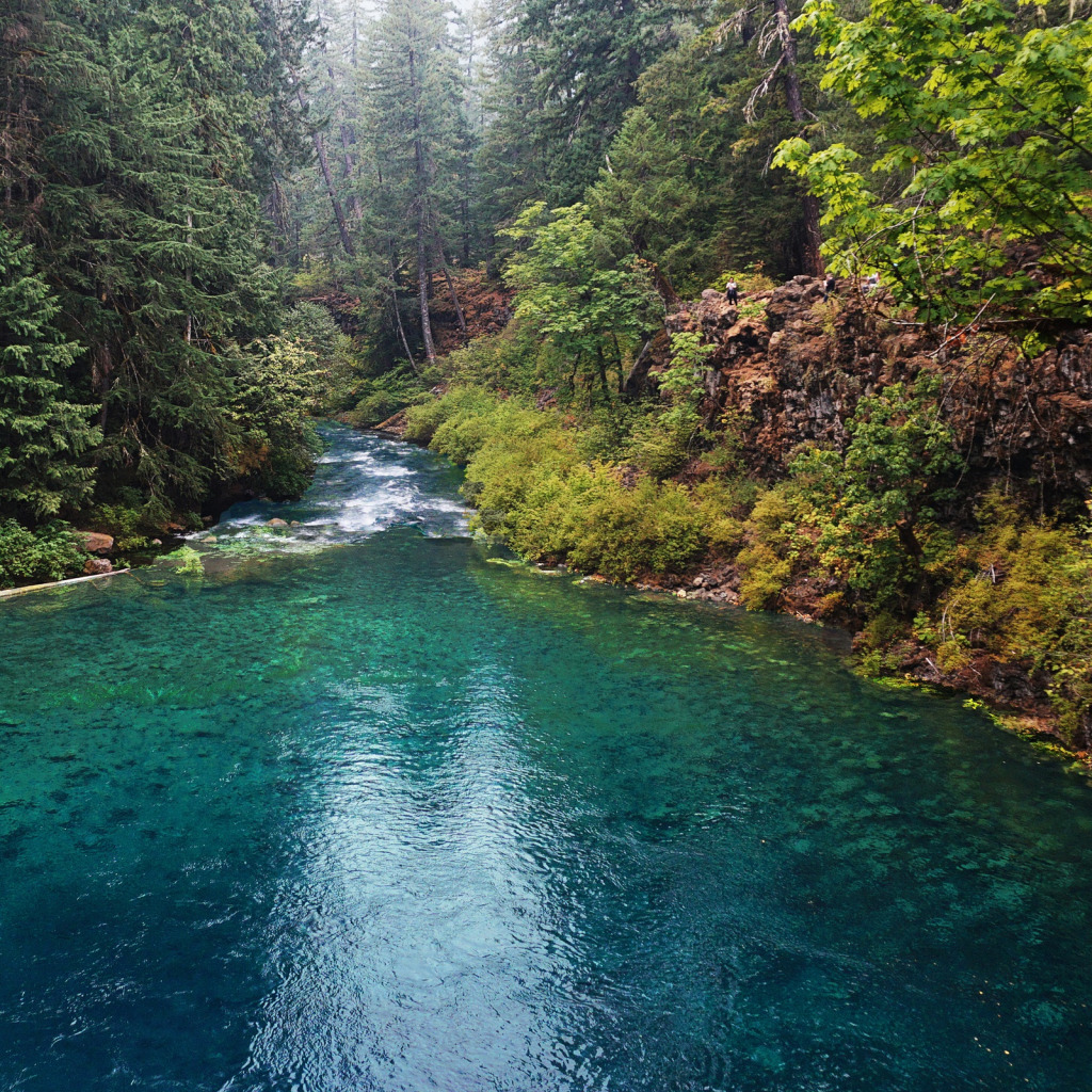 Маккензи река к какому бассейну океана относится. Река Маккензи Канада. Природа лес река. Орегон природа. Лес в Америке в воде.