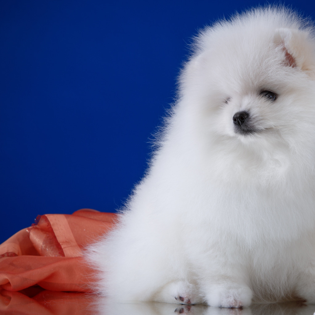 померанский шпипиц белый. собачка шпиц белые. собачка шпиц белые. собачка шпиц белые. шпиц померанский карликовый.