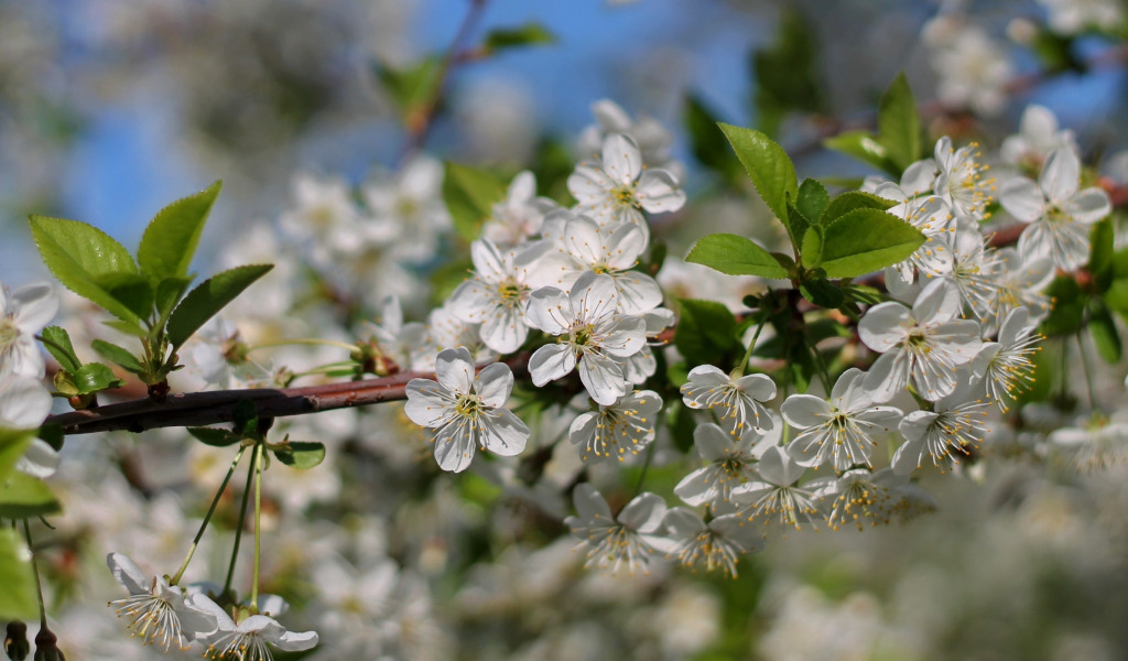 macro, cherry, tree, branch, spring, flowering