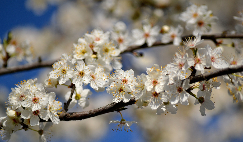 branches, tree, spring, Apple, flowers