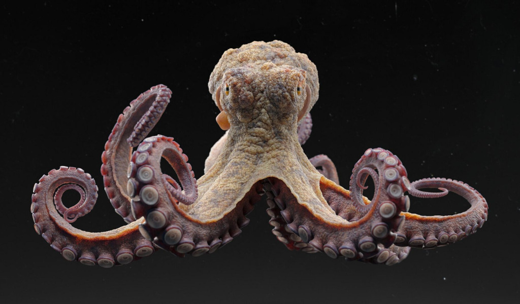 Download wallpaper octopus, tentacles, black background, octopus ...