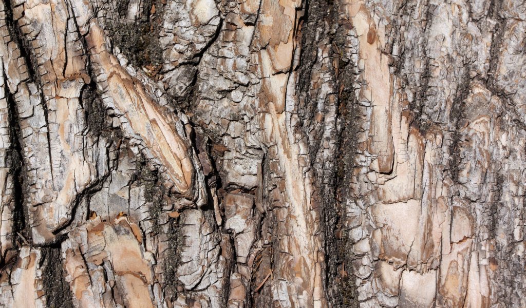 Download wallpaper background, tree, bark, section textures in ...
