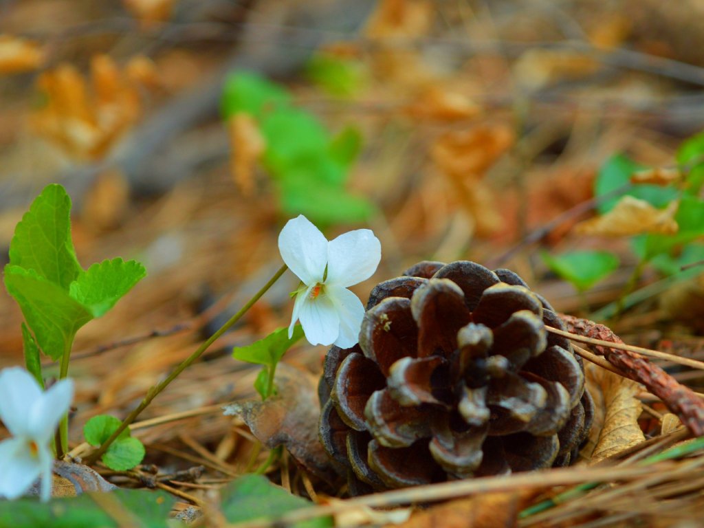 Download wallpaper spring, flowers, bumps, section nature in resolution ...