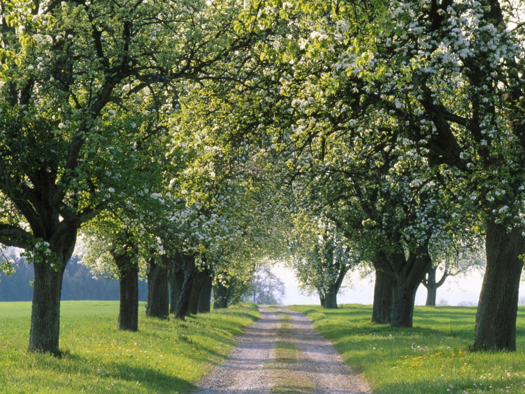 Spring road. Платановая роща в Армении. Бежецк Липовая аллея. Дубовая аллея Луизиана. Липовая аллея Коломенское.