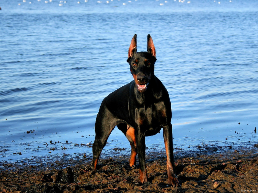 Doberman Dog Wallpapers - Wallpaper Cave