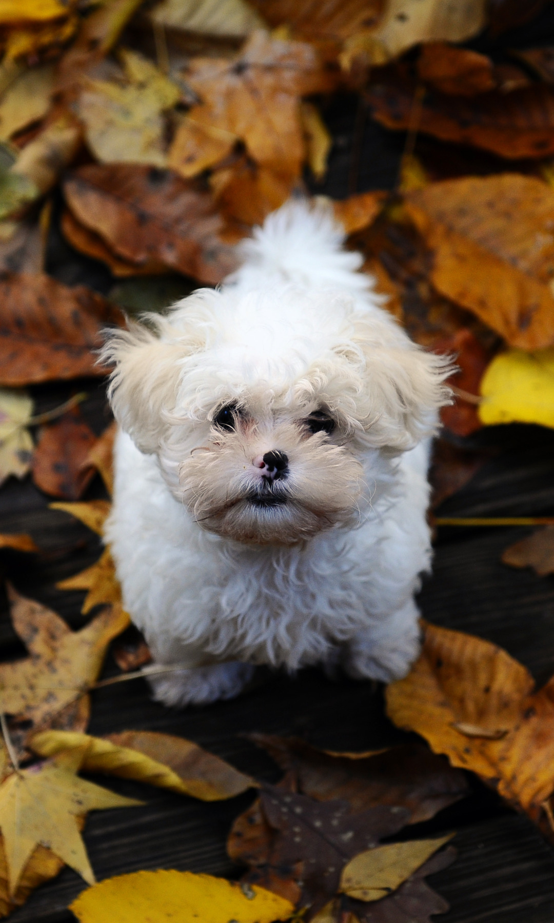  Download wallpaper autumn, leaves, small, dog, shaggy, the puppy ...
