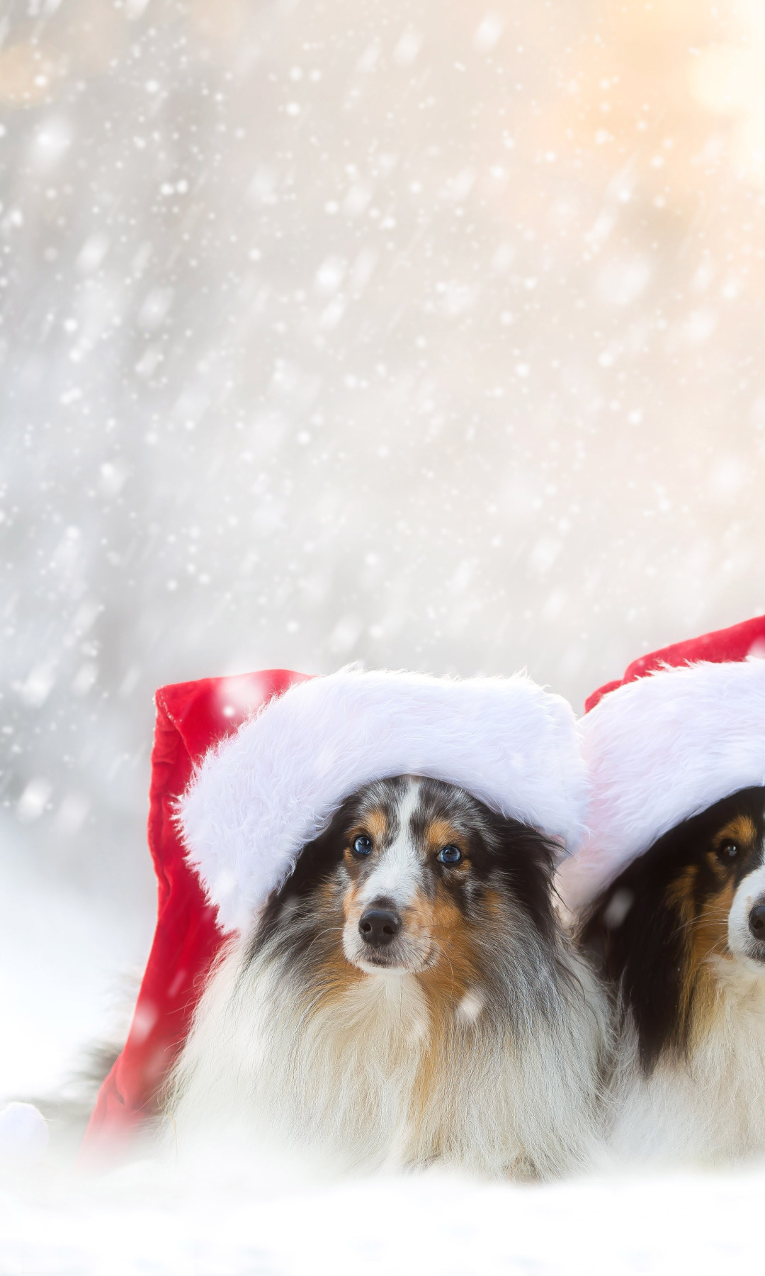 Download wallpaper winter, dogs, snow, a couple, caps, sheltie