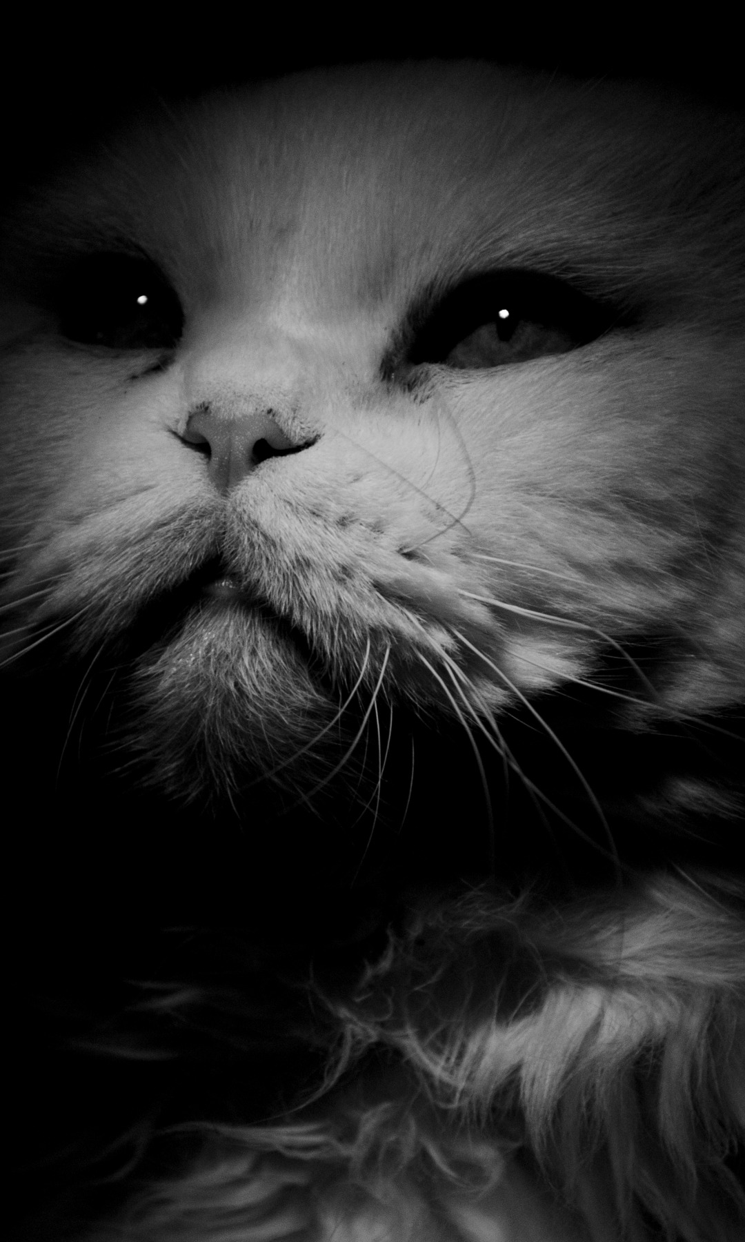 Download wallpaper white, cat, look, background, section cats in ...