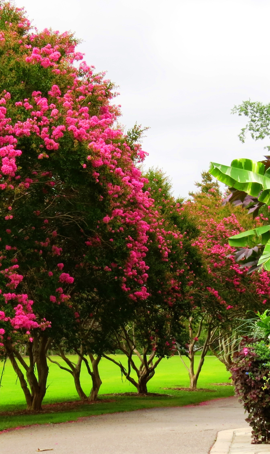 Tree Park Spring Download wallpaper trees, Park, spring, flowering, trees, park, flowers ...