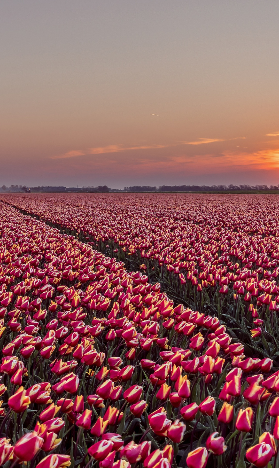 Download wallpaper field, spring, tulips, plantation, section ...