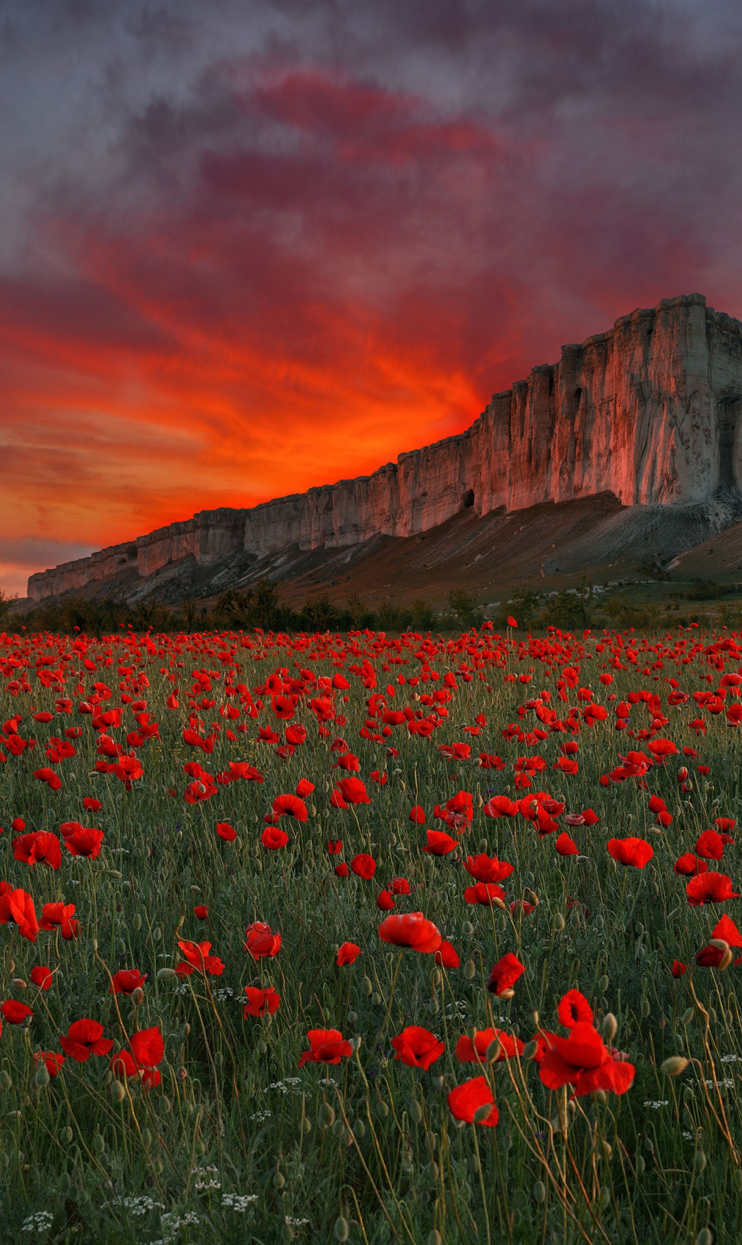 Download wallpaper field, sunset, flowers, rock, Maki, meadow, Russia ...