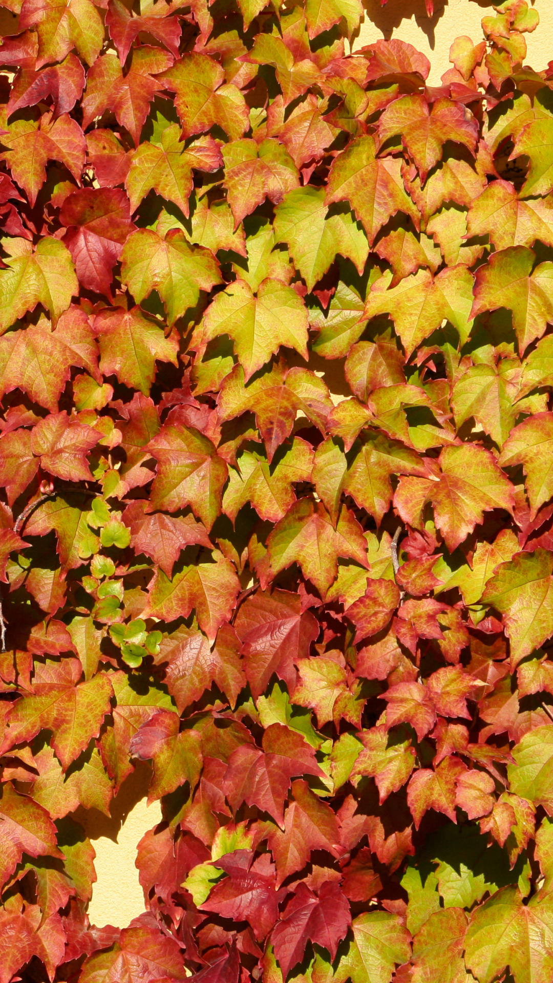 Download wallpaper wall, vine, leaf colors, section textures in