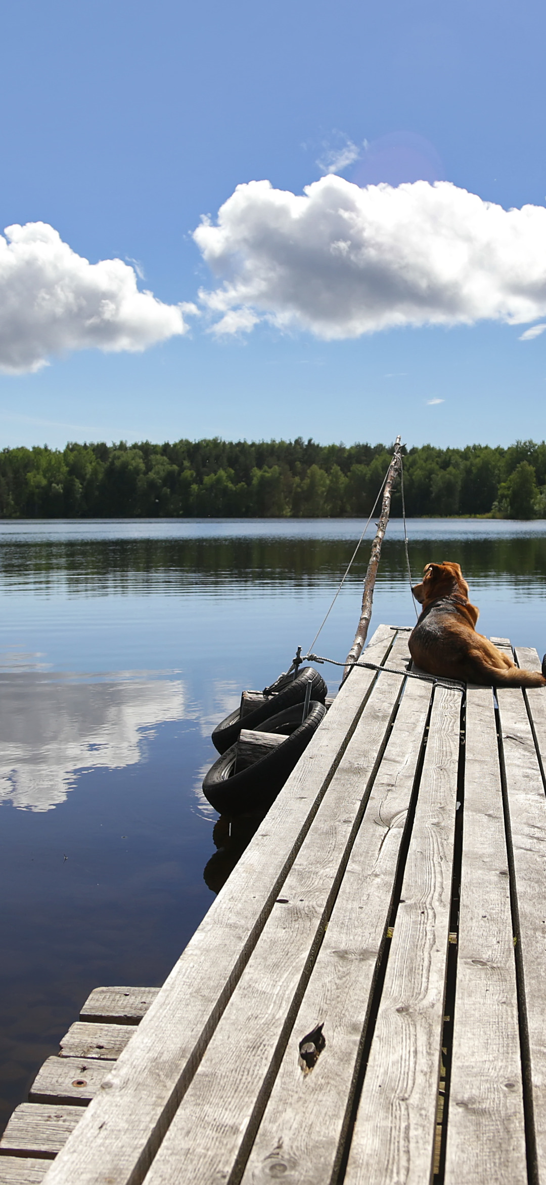 Download wallpaper Nature, dog, Lake, pier, Landscape, section ...