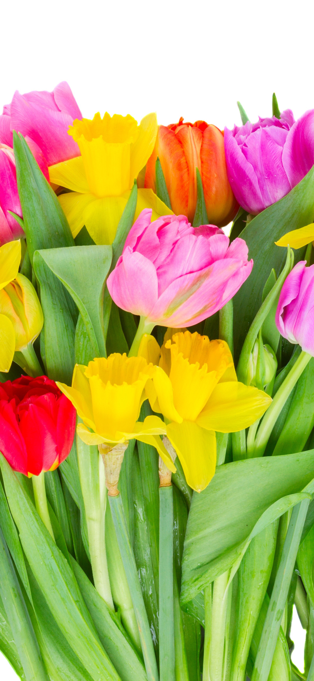 colorful, tulips, flowers, tulips, bouquet