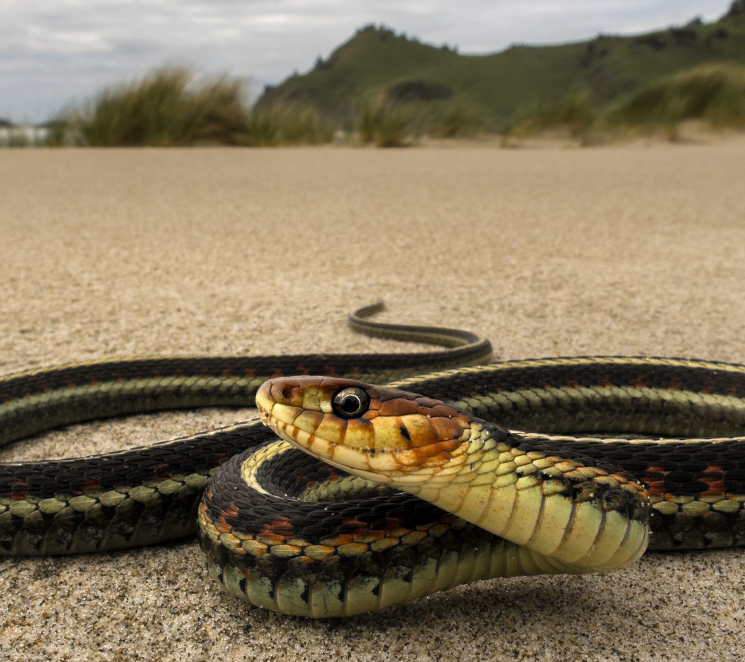 Уж азиатский полосатый (Xenochrophis vittatus) (Справочник террариумных животных