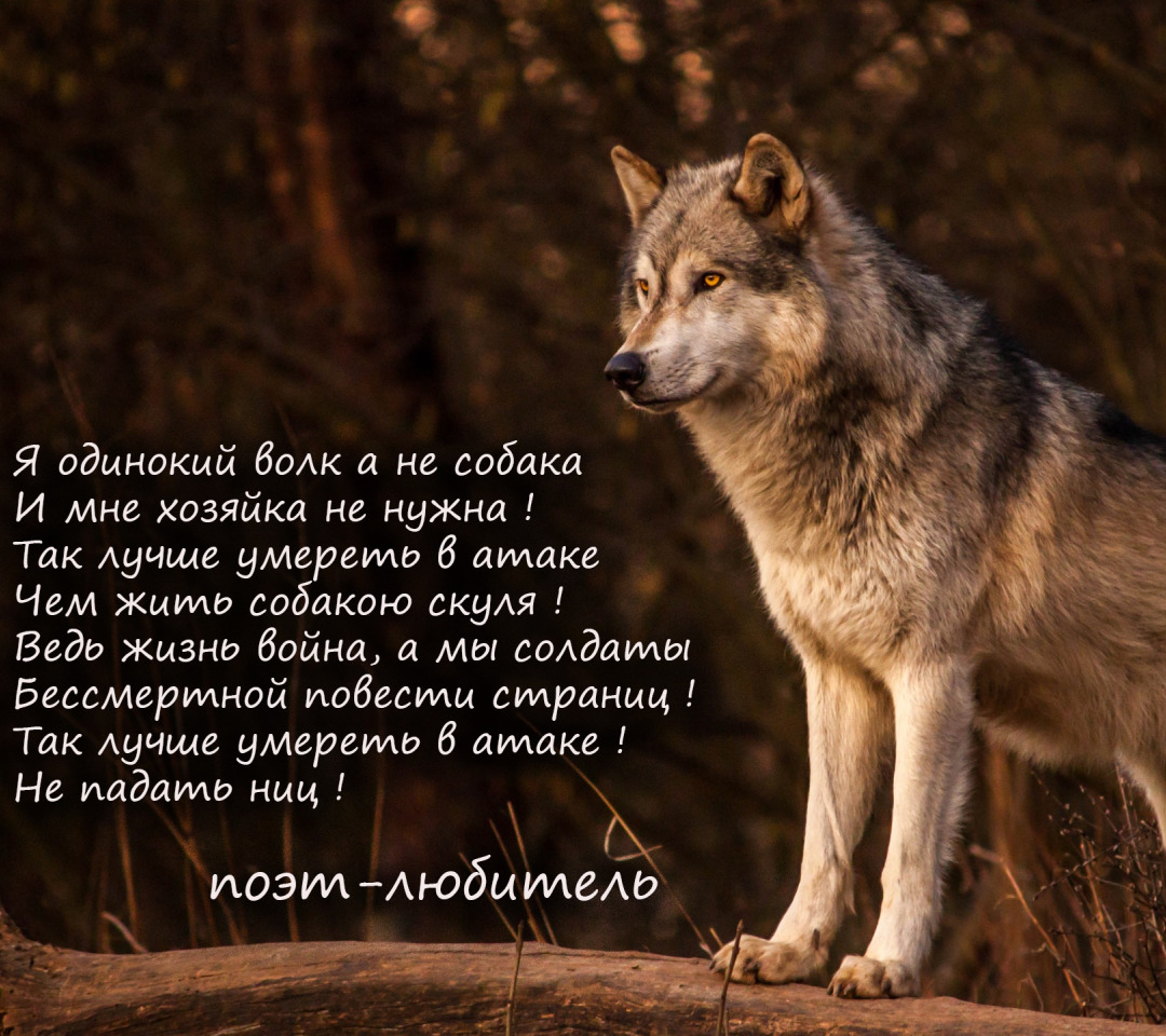 Download wallpaper <b>Wolf</b>, Animal, Poems, section animals in resolution 1080x...