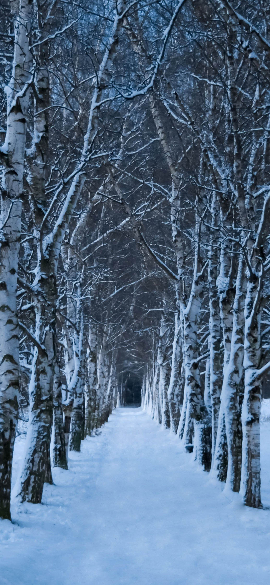 cold, winter, road, snow, trees, nature, branch, trunks