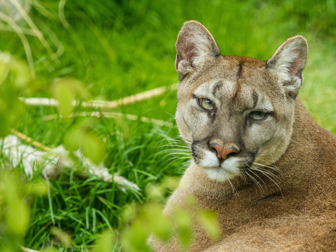 Cougar. Стоун Кугуар кошка. Пума Кугуар горный Лев Пума. Пума Сибирская. Кавказская Пума