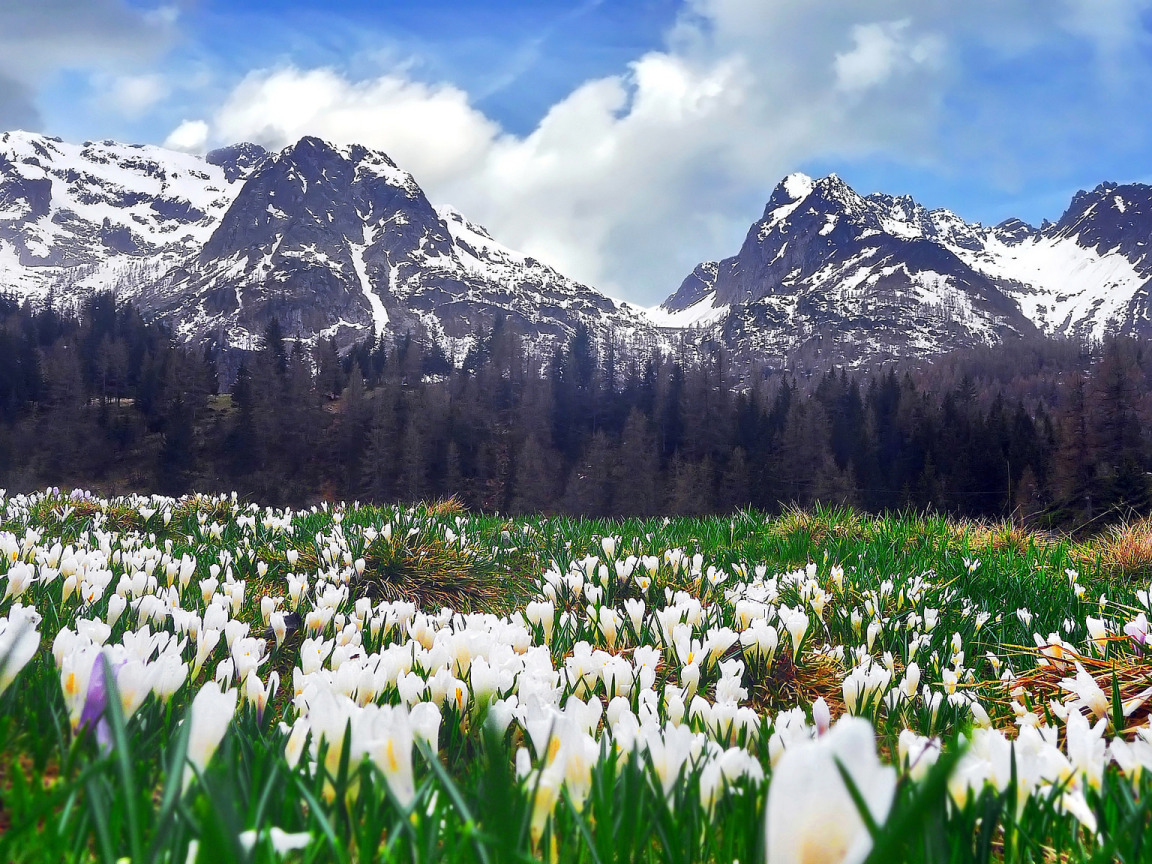 Crocuses and mountains stock photo. Image of blue, field - 38773508