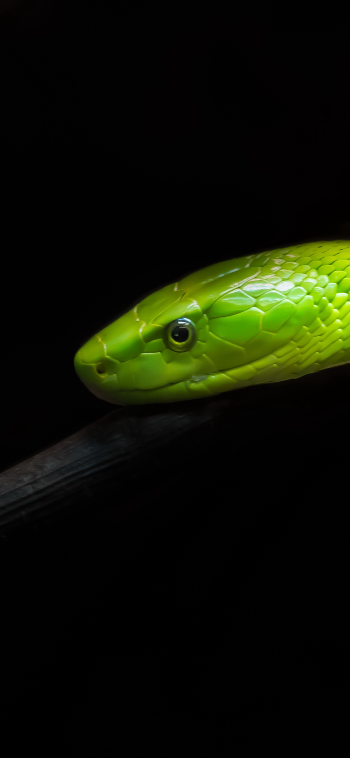 Download wallpaper 3415x3415 snake, glance, reptile, green ipad pro 12.9" retina