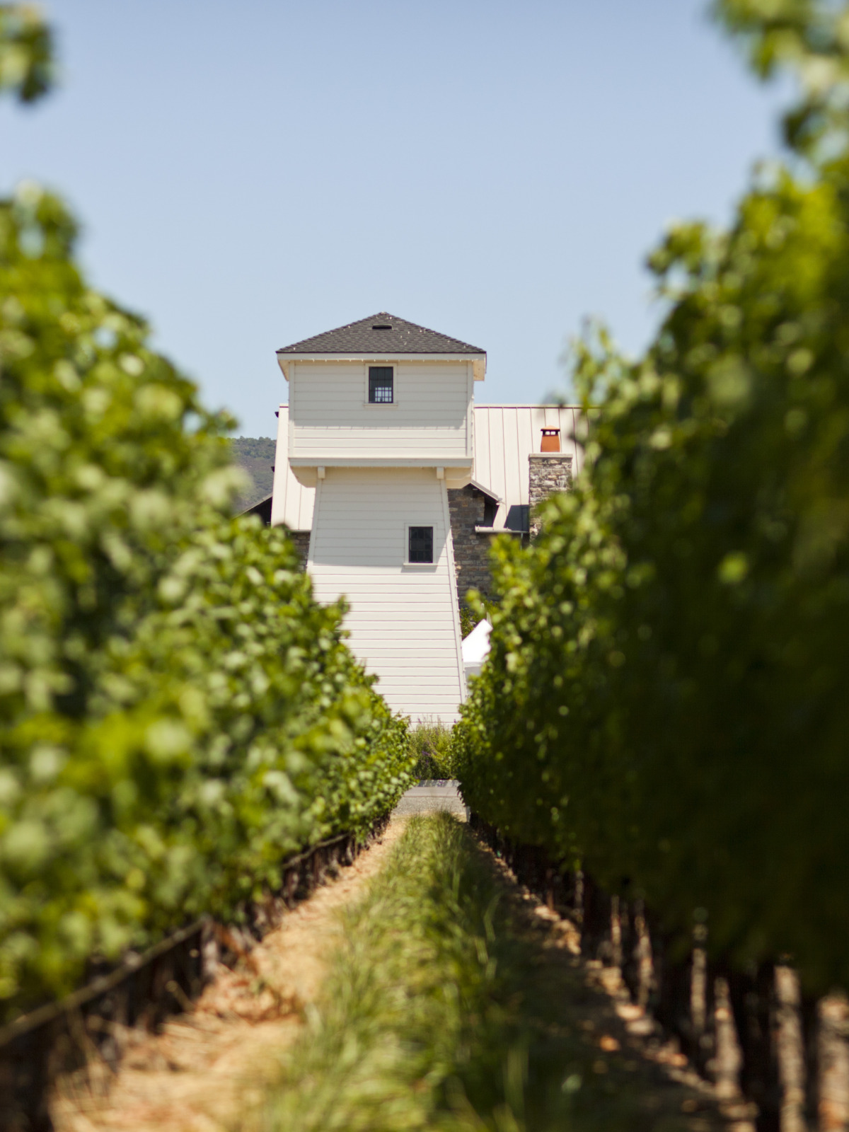 Download wallpaper tower, wine, vineyards, vitis vinifera, Silver Oak
