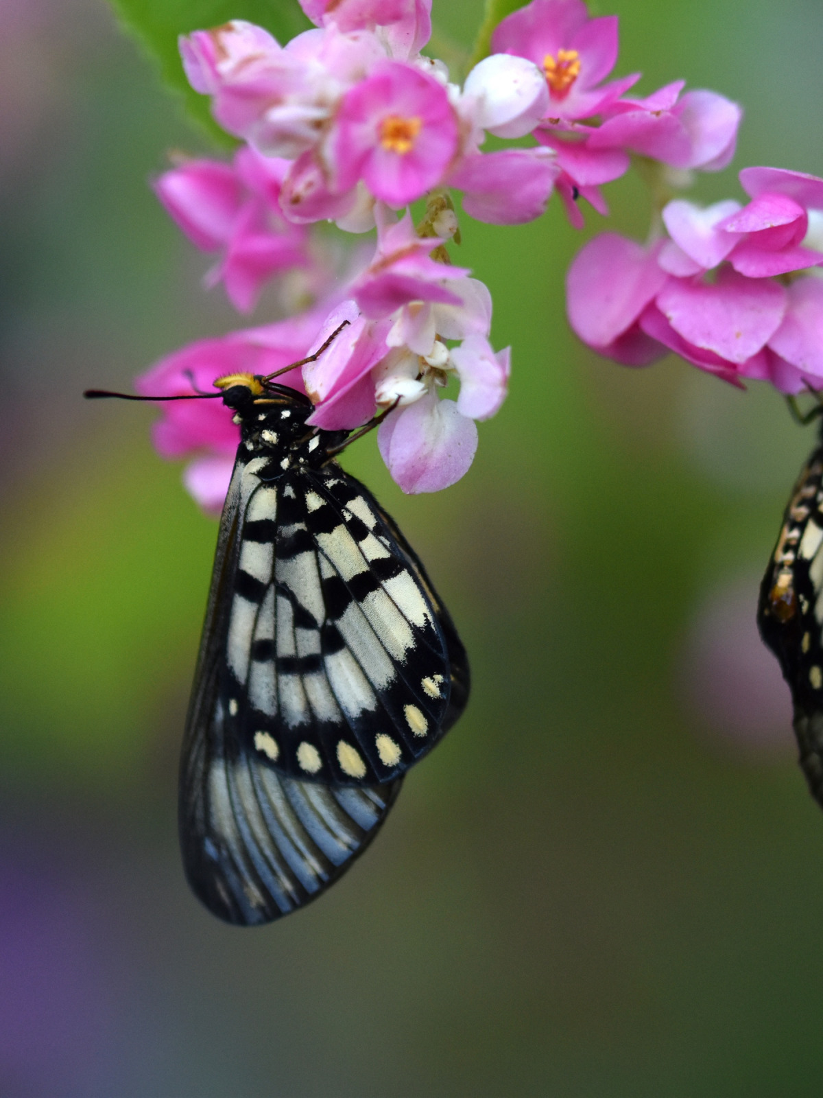 Download Wallpaper Macro Butterfly Flowers Background Pair Section