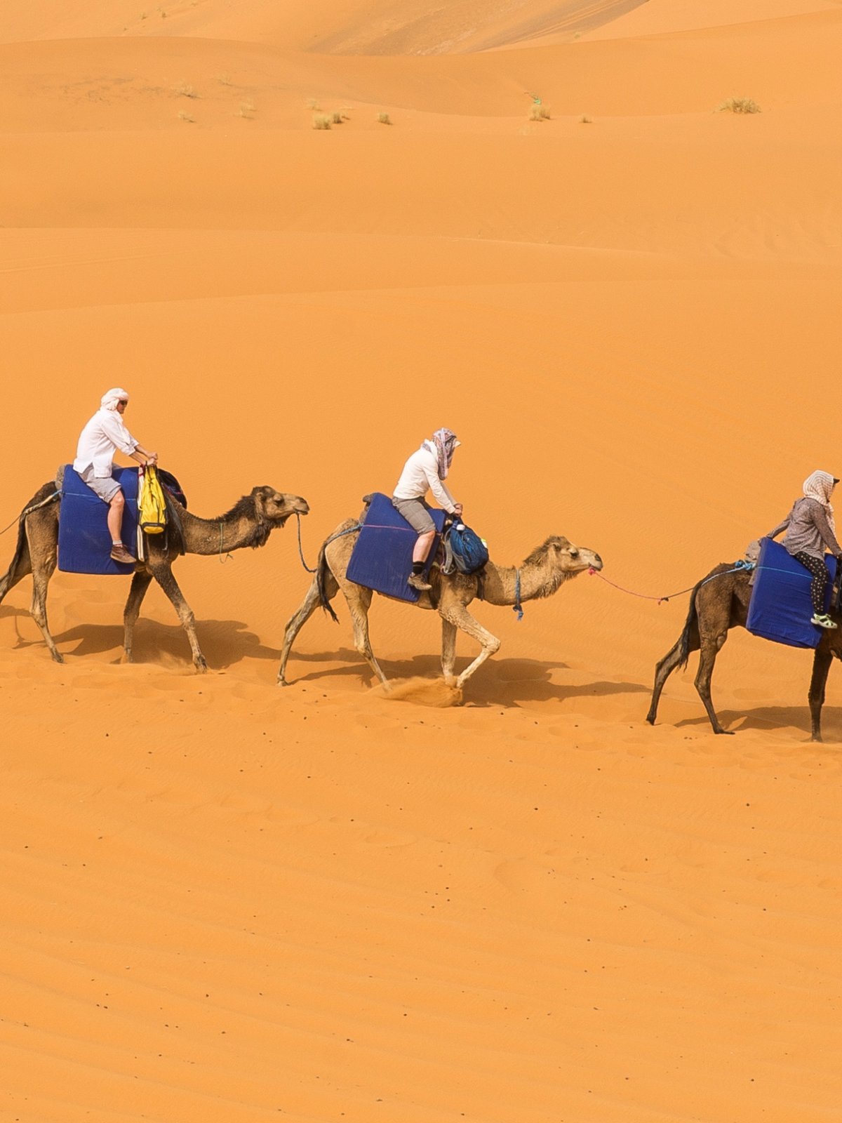 Download wallpaper sand, desert, barkhan, camels, caravan, Bedouin ...