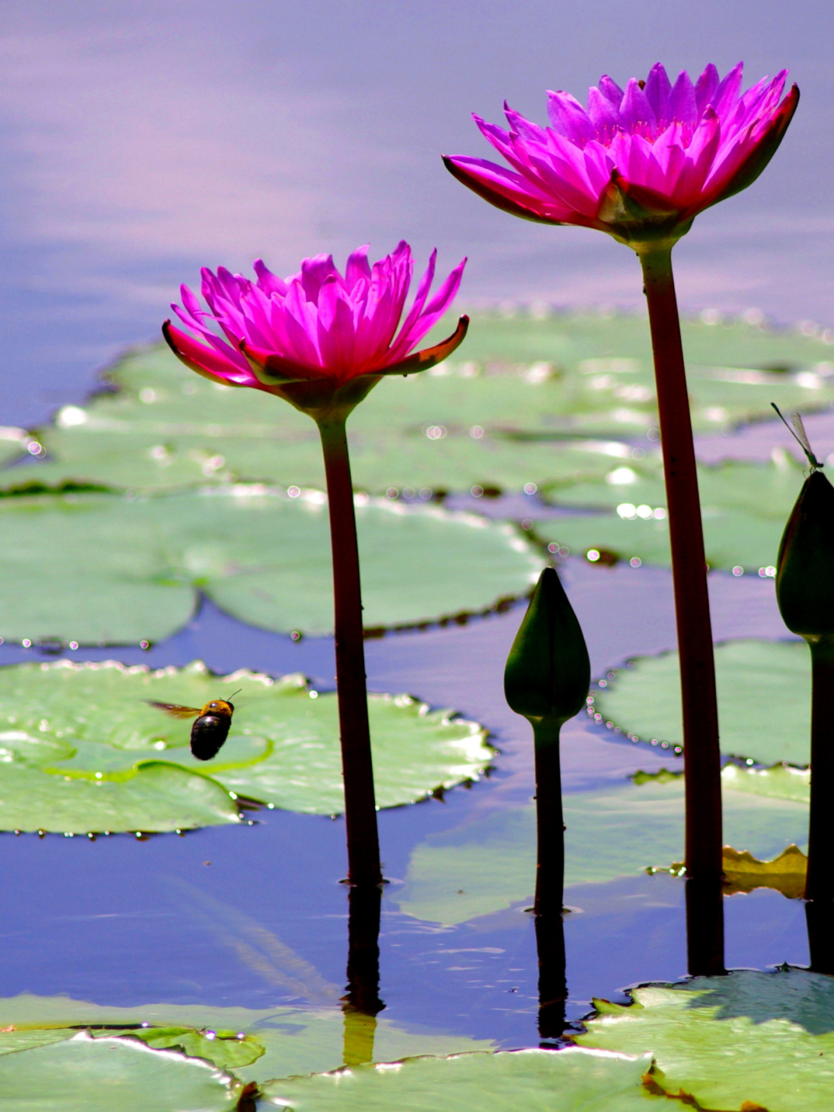 Download Wallpaper Leaves Flowers Lotus Pond Section Nature In Resolution X