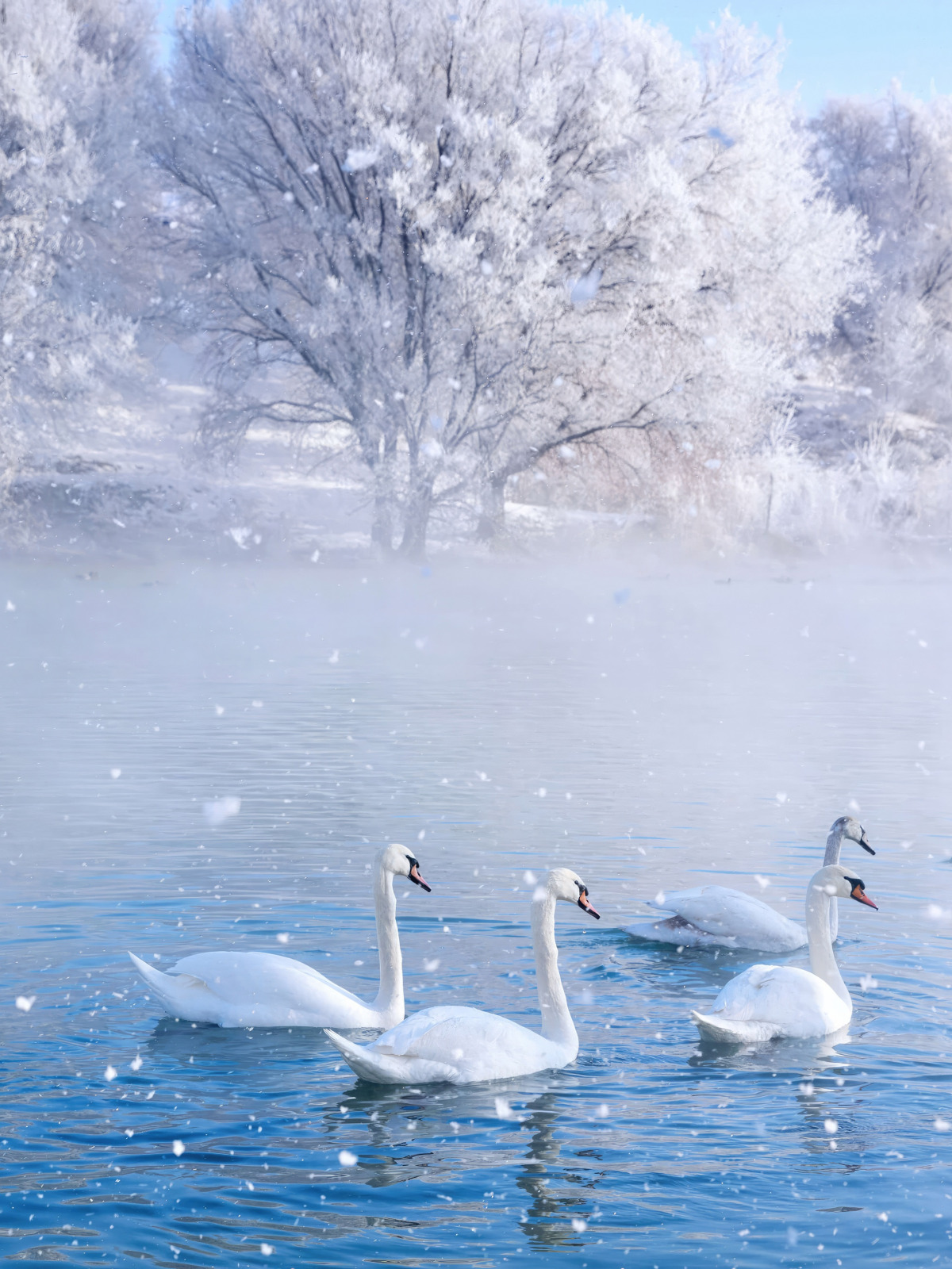 Download wallpaper park, spring, swans, wetland, section animals in ...