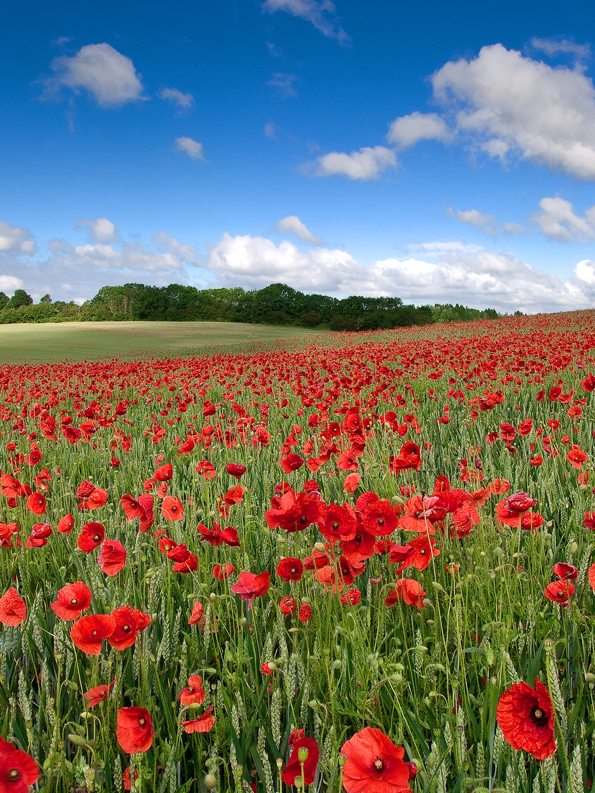 Цветущее поле маков. Ангрен маковое поле. Маковые поля евпатория. Маковые поля в испании. Цветущее поле маков.