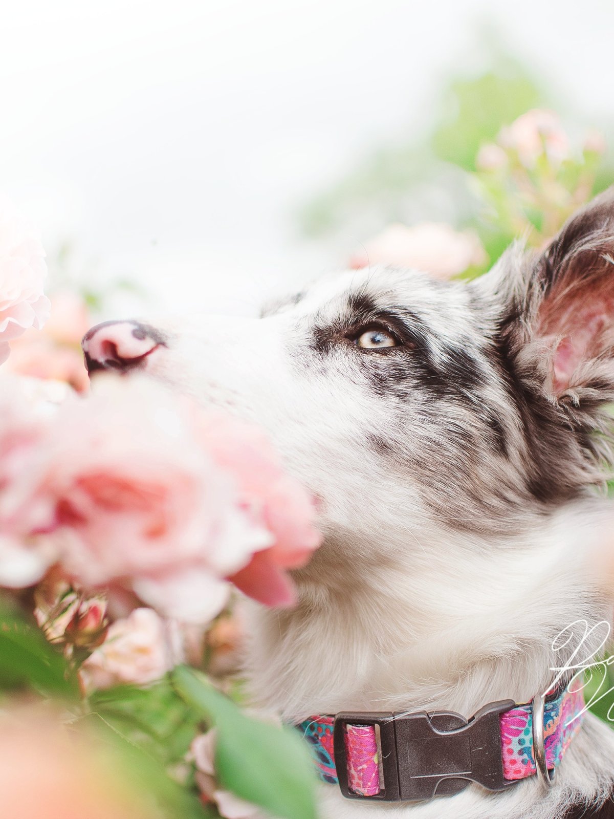 Download wallpaper roses, the border collie, by Necerti, section dog in ...