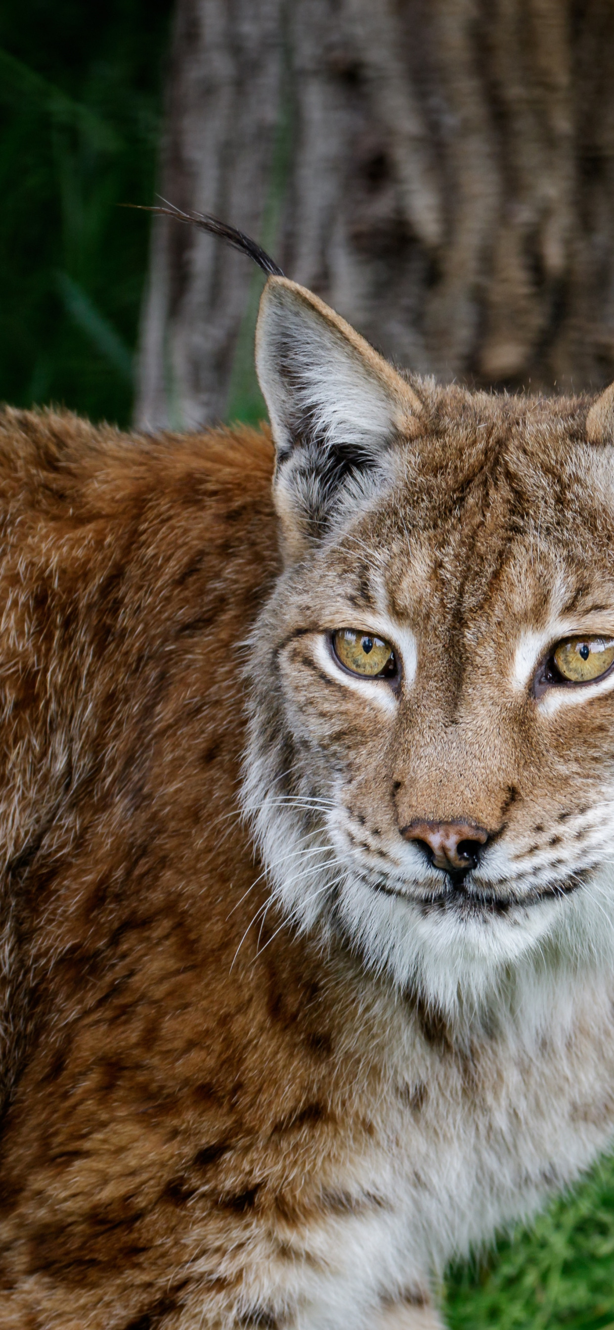 Download wallpaper look, face, nature, pose, portrait, lynx, section ...