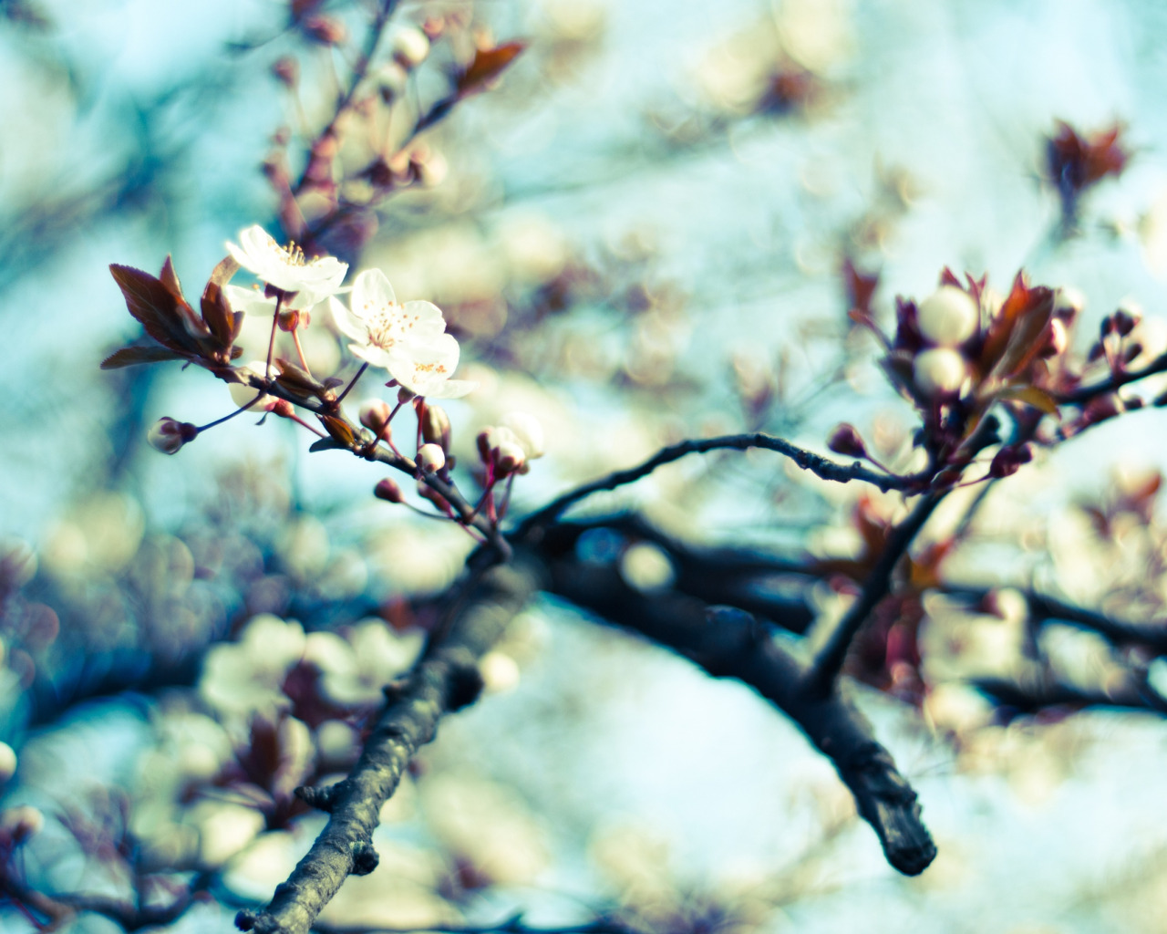 the sky, macro, trees, flowers, nature, cherry, branch, spring