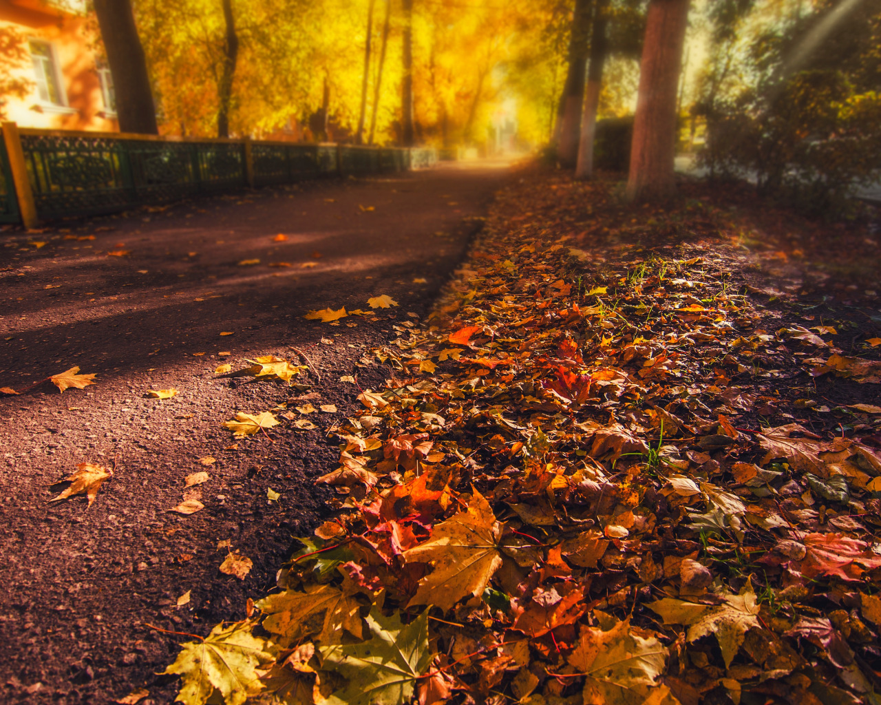 Download wallpaper road, autumn, asphalt, leaves, light, trees, nature, hou...