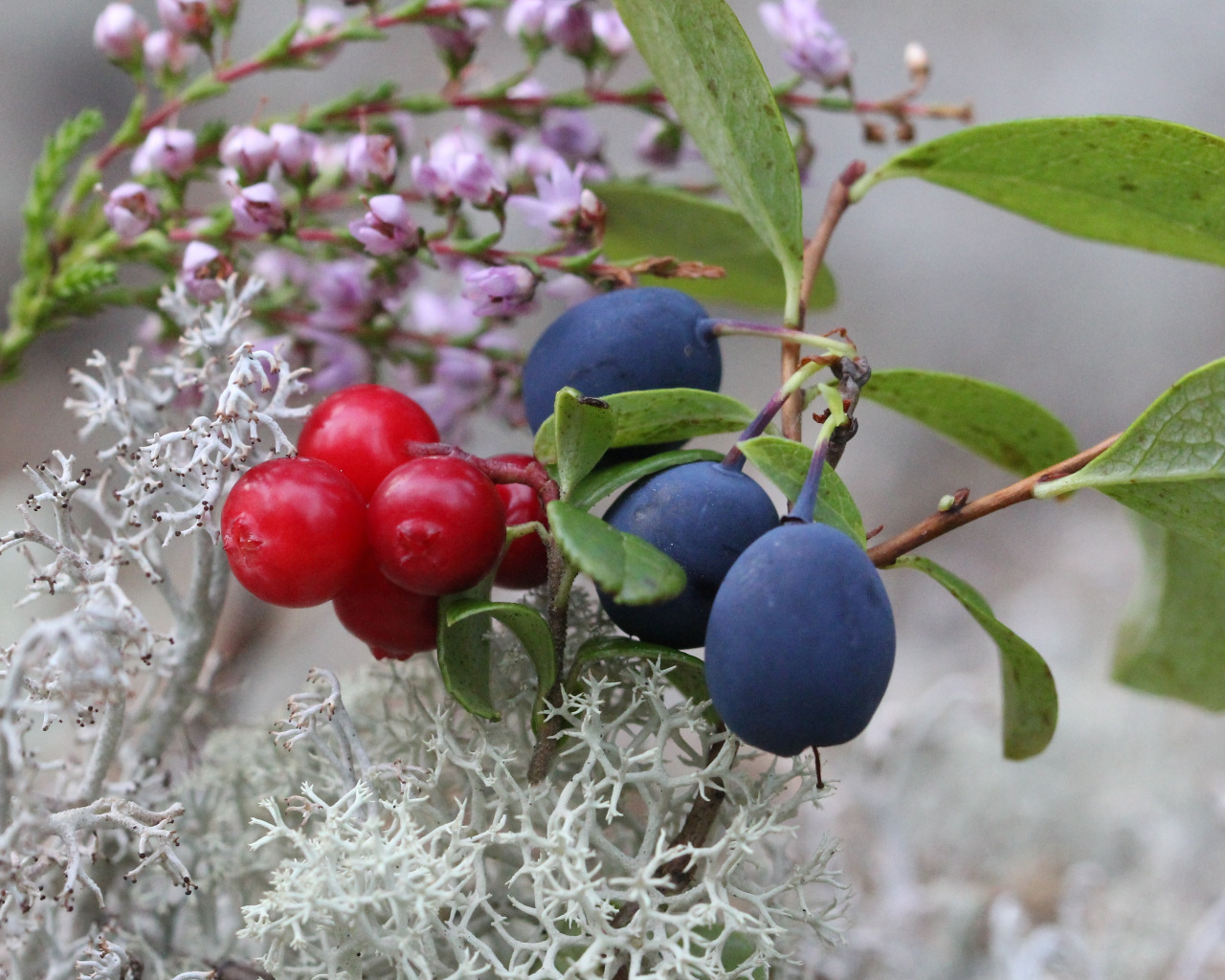 Бздника ягода фото Download wallpaper leaves, flowers, nature, berries, vegetation, fruit, section 