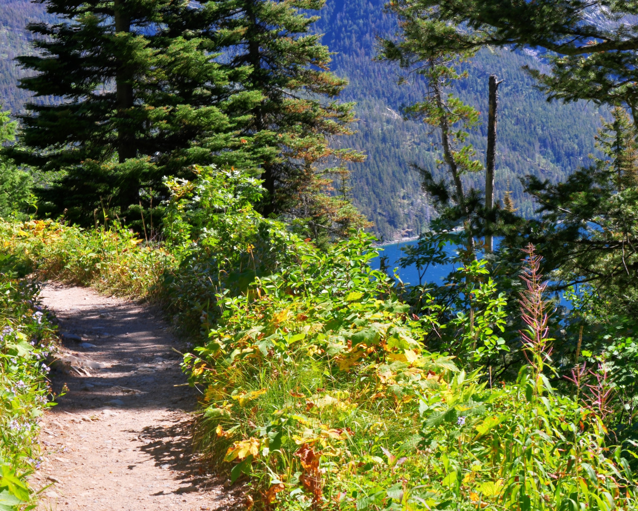 Forest trail. Горная тропинка Алтай. Шварцвальд тропа. Горный Алтай склон тропинка лес. Муруджуйские озера тропа.