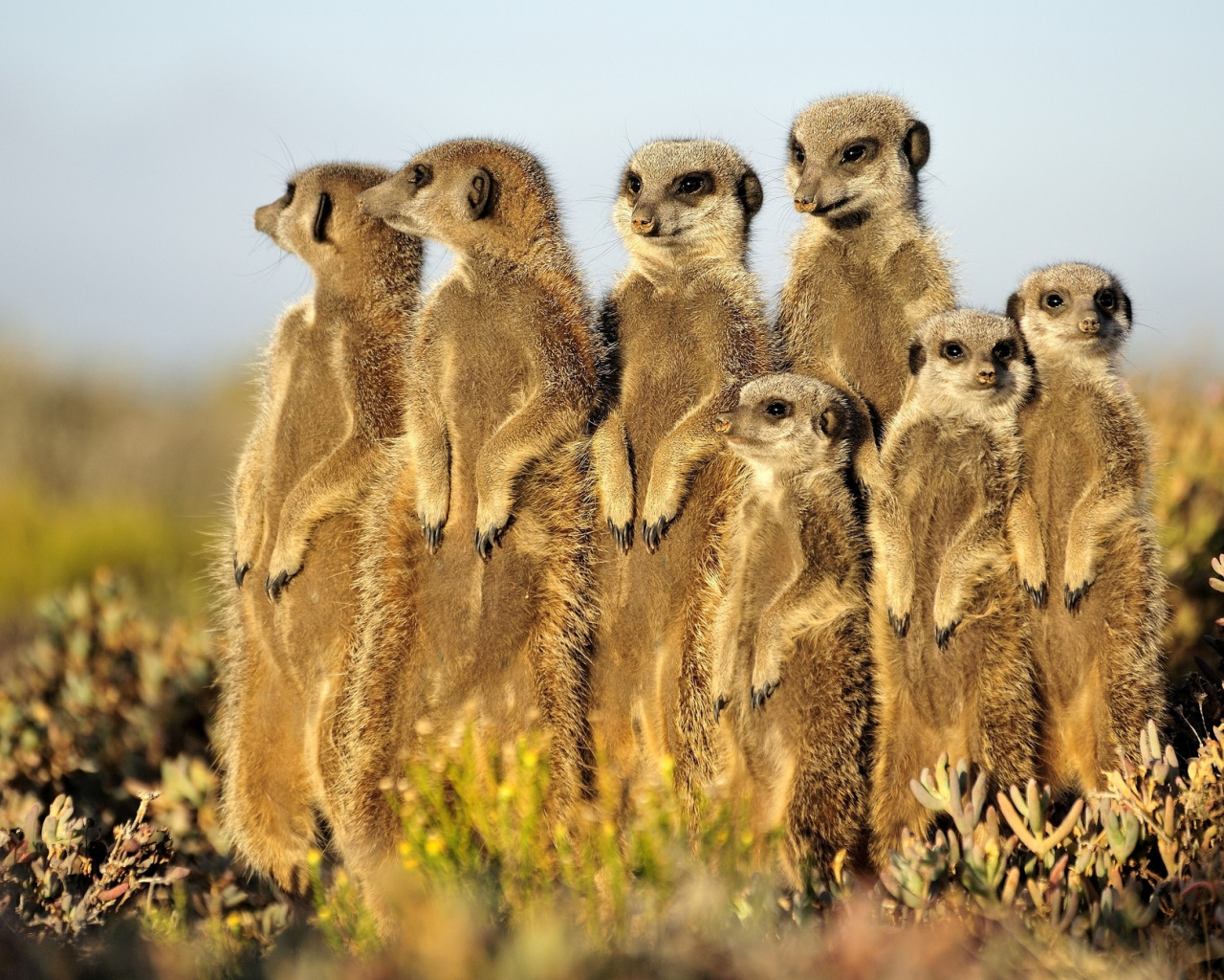 стайка сурикатов. сурикаты. сурикат сибирский. уилл беррард-лукас. сурикаты уральские.