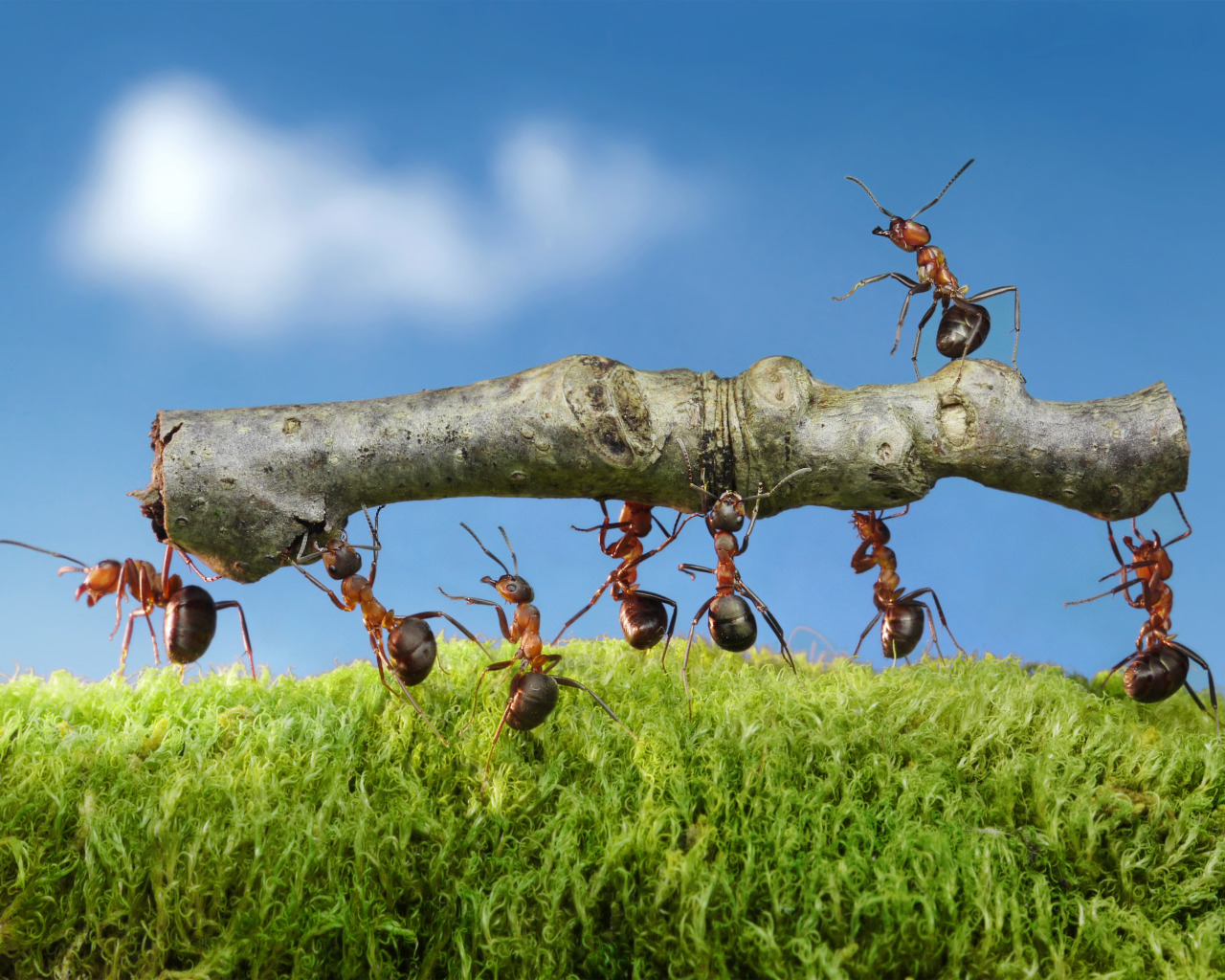 Ants communicating