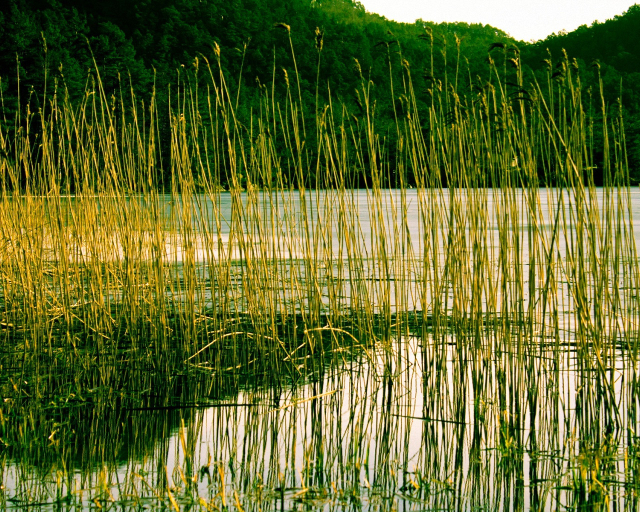 Камыш на реке фото Download wallpaper forest, trees, mountains, lake, river, plant, reed, section n