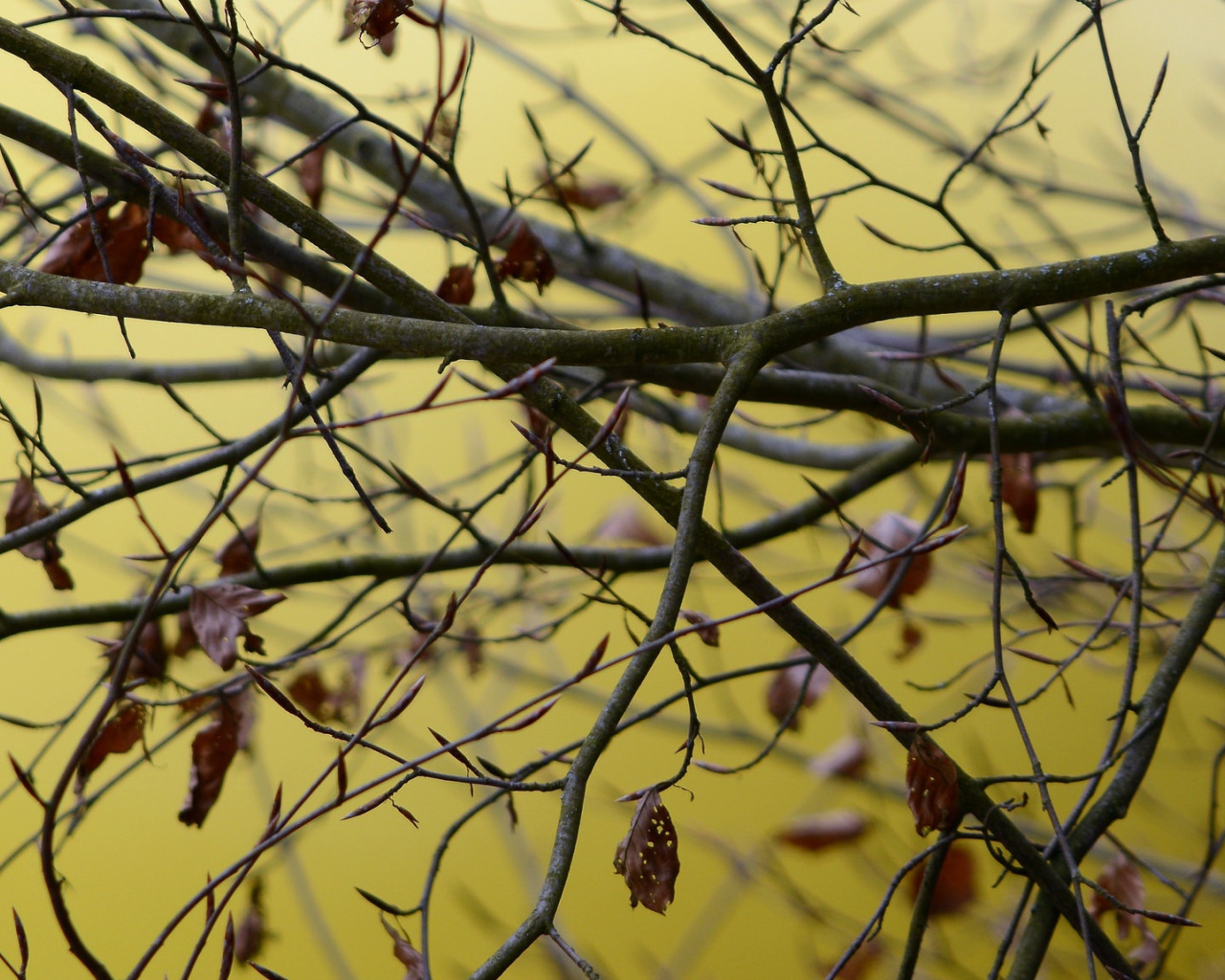 найдите ветви и листья. осень картинки красивые на рабочий стол. ветка дерева крупным планом. осенняя ветка. тонкие ветви деревьев осенью.