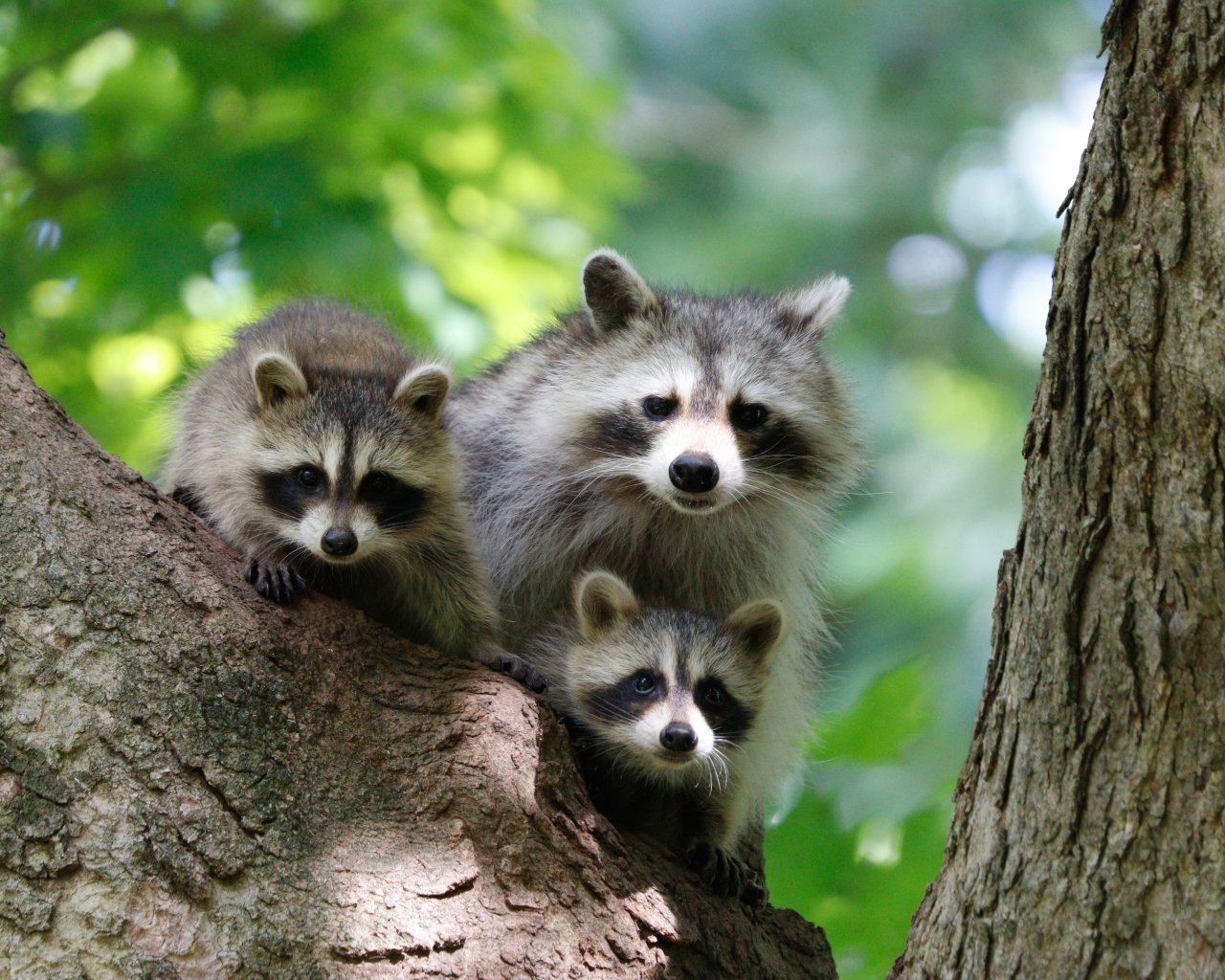 Download wallpaper tree, raccoons, family, cubs, section animals in ...