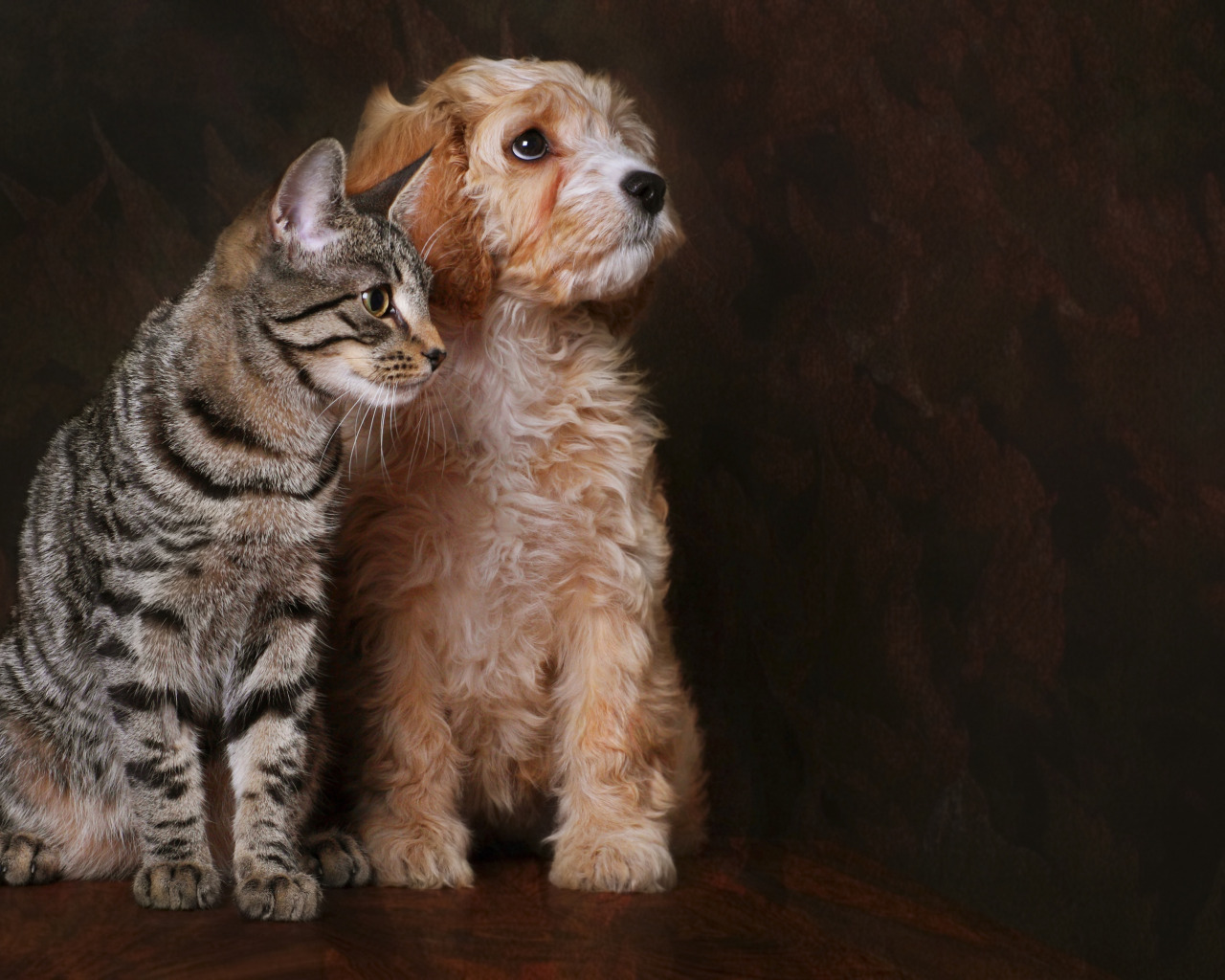 Кошки и собаки. Собака и кошка вместе. Фото кошек и собак. Домашние любимцы.