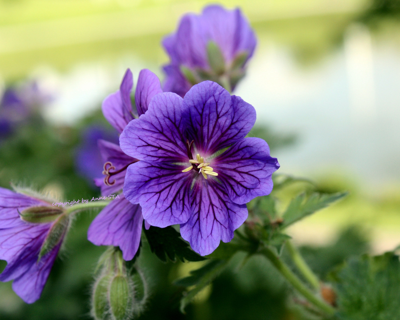 Those flowers