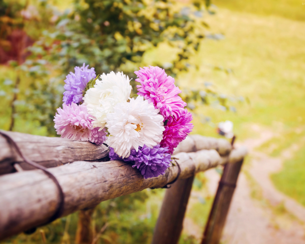 Flower nature. Цветы на скамейке. Природа цветы. Летние цветы. Красивый летний букет.