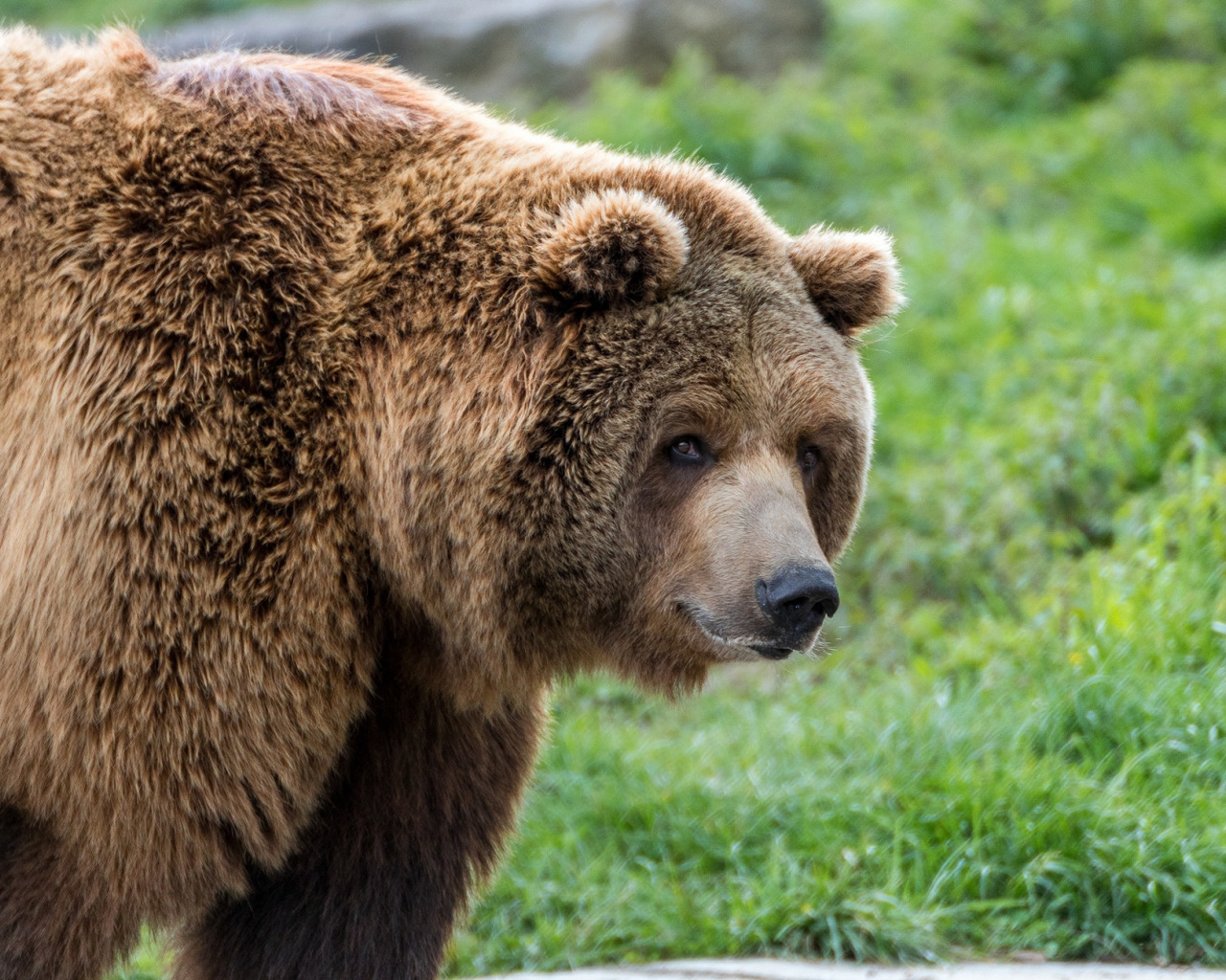 Large bear. Медведь Гризли. Пдюшевый медведь грызли.