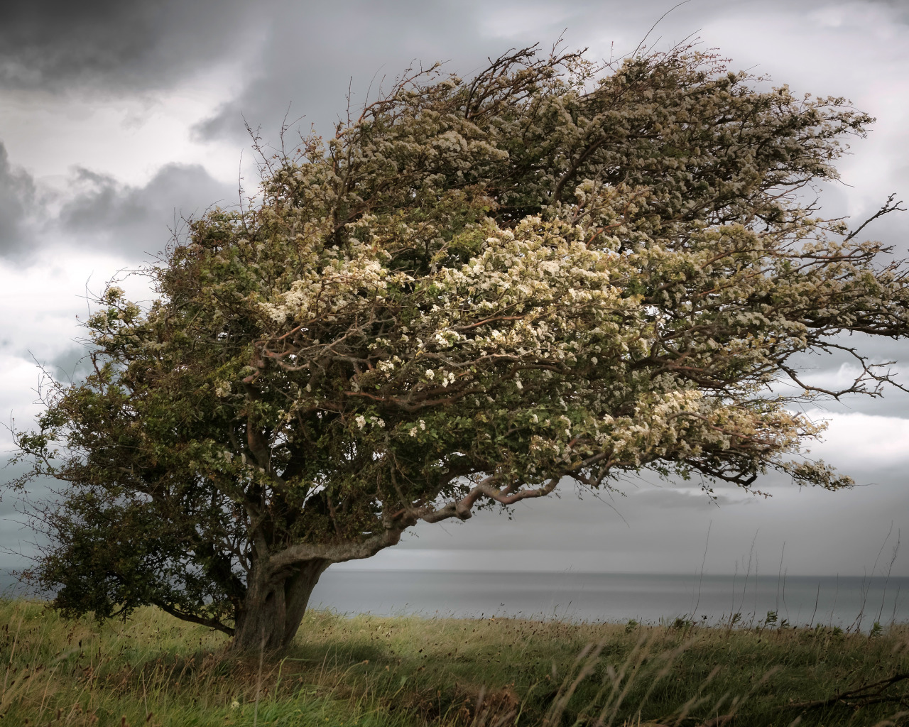 Wind trees. Дерево под ветром. Дерево на ветру. Сильный ветер. Наклоненное дерево.